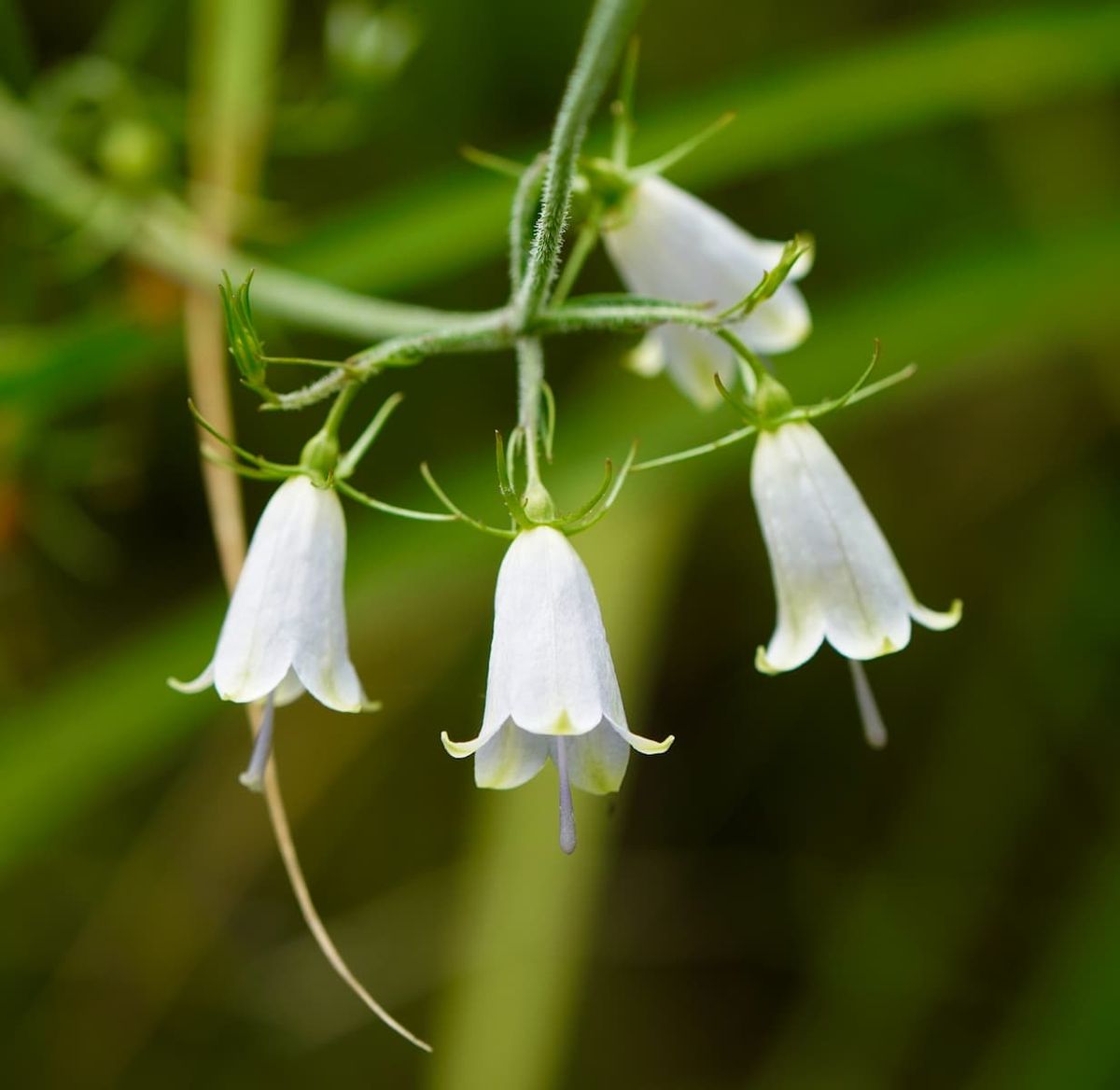 Four nodding white bell-shaped flowers on a hairy stem, styles projecting from the open mouths.