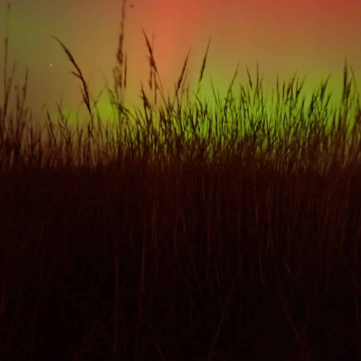 Andropogon gerardi in silhouette under an aurora.