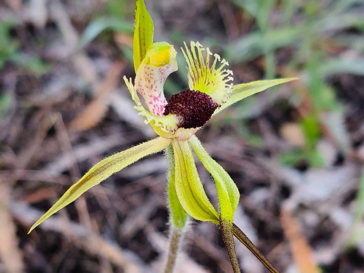 *Caladenia crebra*