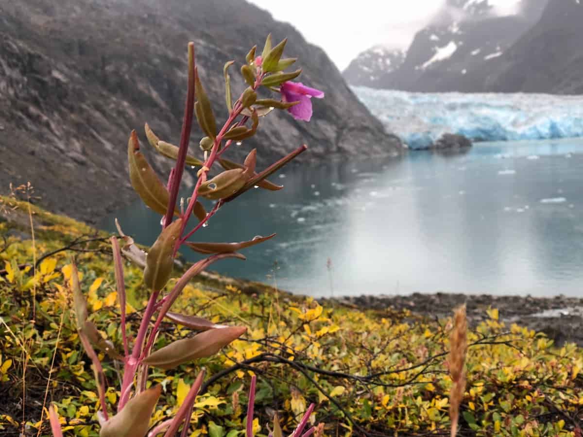 A dwarf fireweed plant in the foreground, with red stems, elliptical grey-green leaves and a single bright pink flower, growing on a low bank above a glacial lagoon.