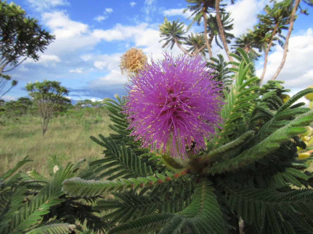The Week in Botany August 23, 2026