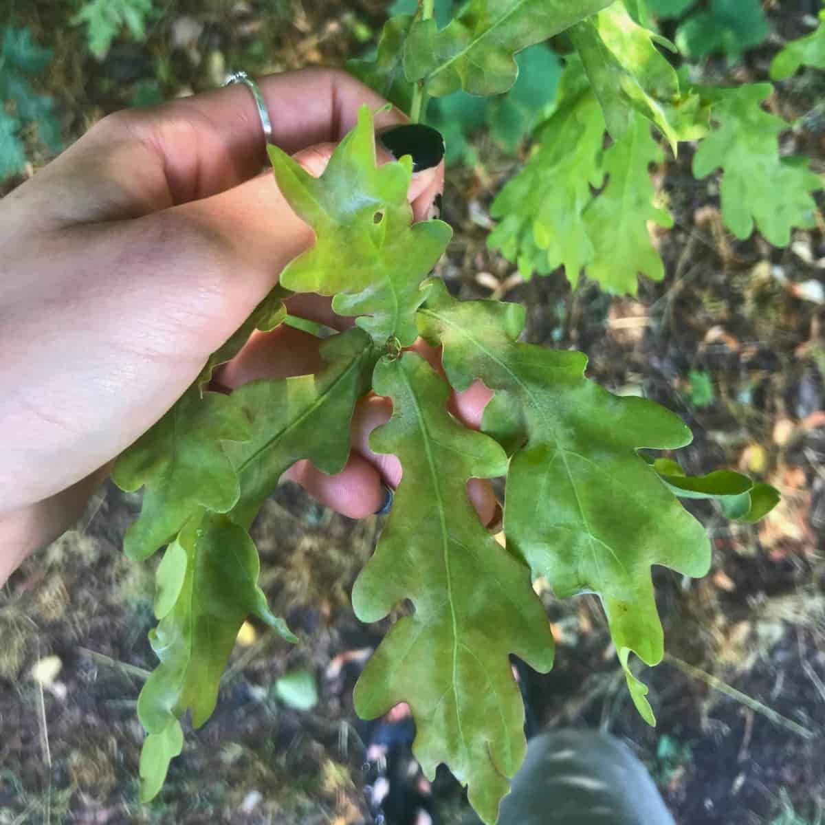 A hand holding down a twig of bright green English oak leaves, some showing their upper surface and some their paler underside.
