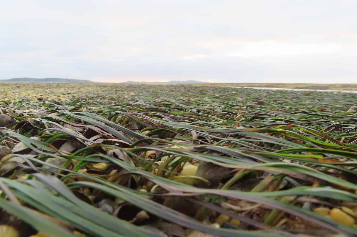 Waves of exposed seagrass on the shore.