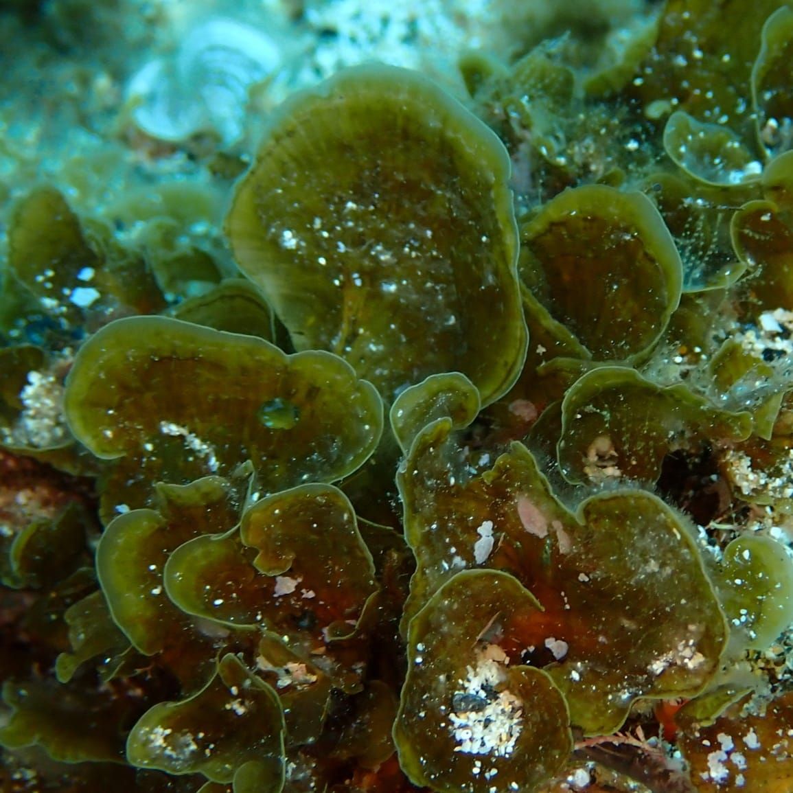 Is the Presence of Invasive Seaweed Positive or Negative for Ecosystem Functions?