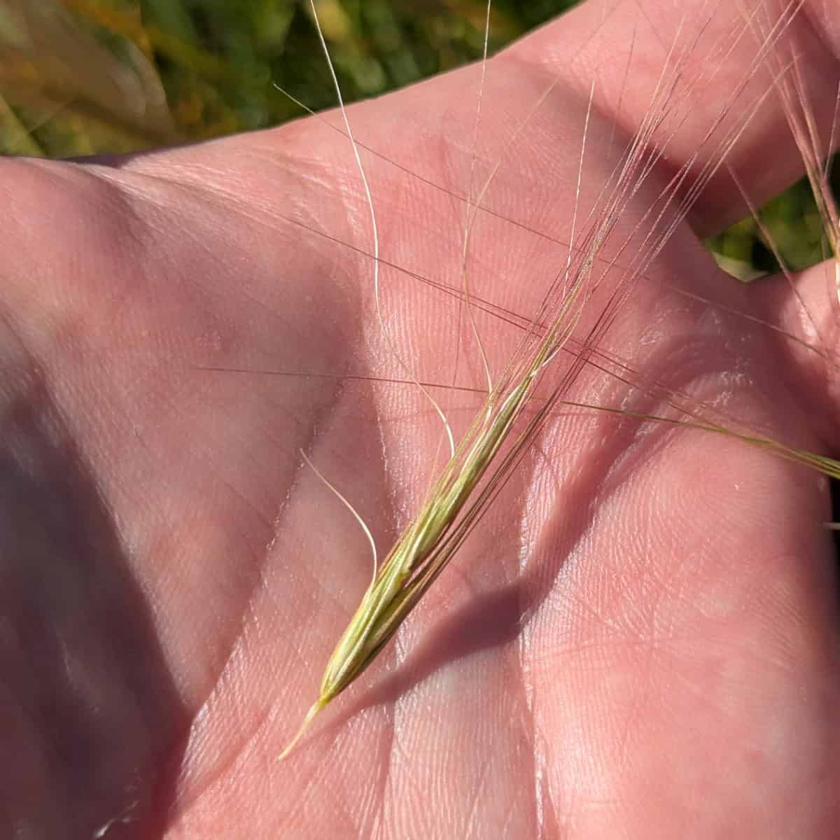 Seed of Elymus elymoides in the hand.