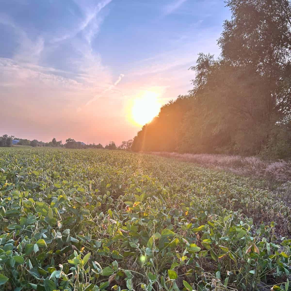 A field of Glycine max at sunset