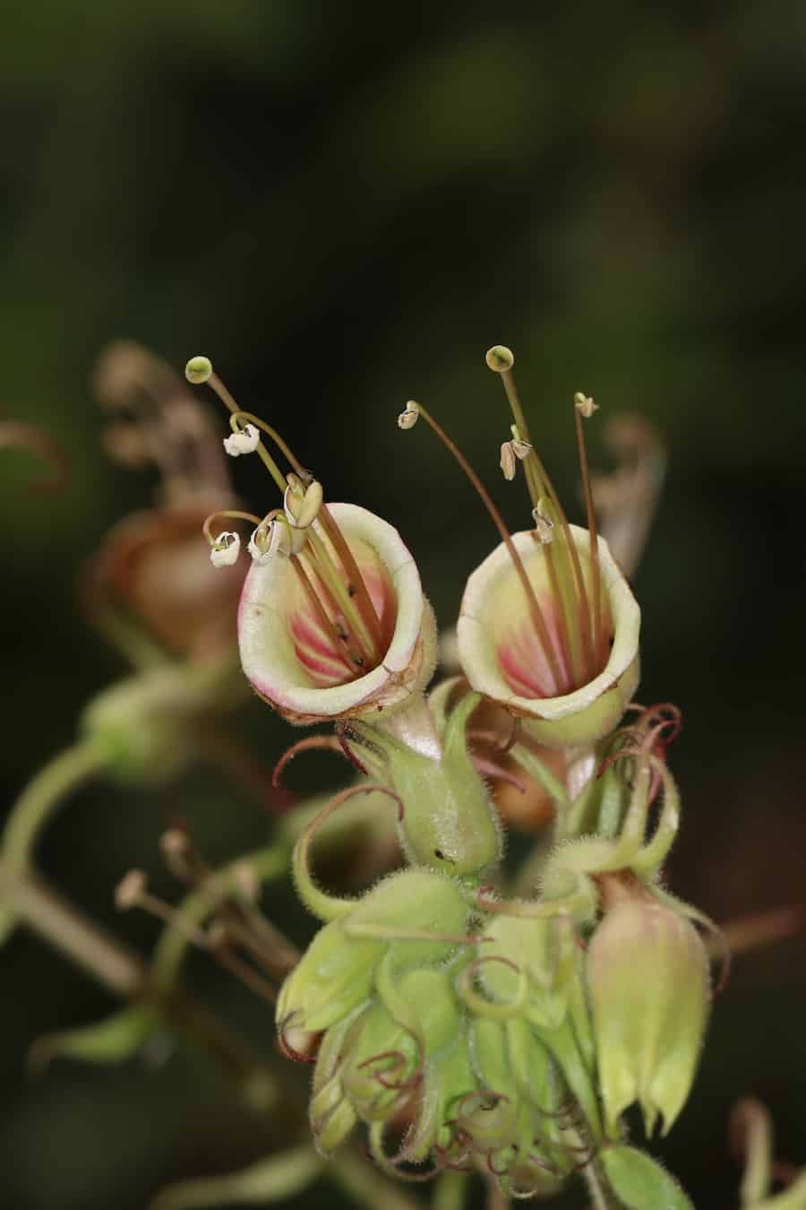 The Week in Botany September 28, 2026
