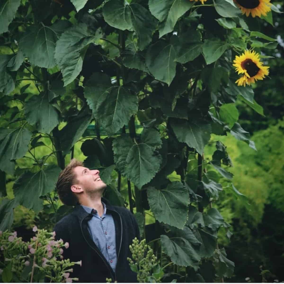 Bota looking at some giant sunflowers