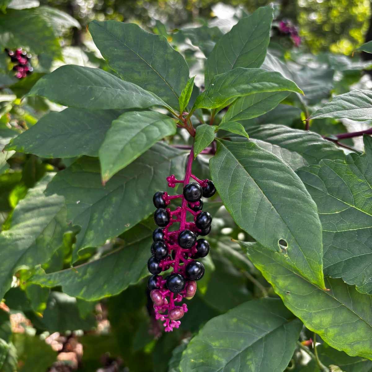 *Phytolacca americana*: Pokeweed