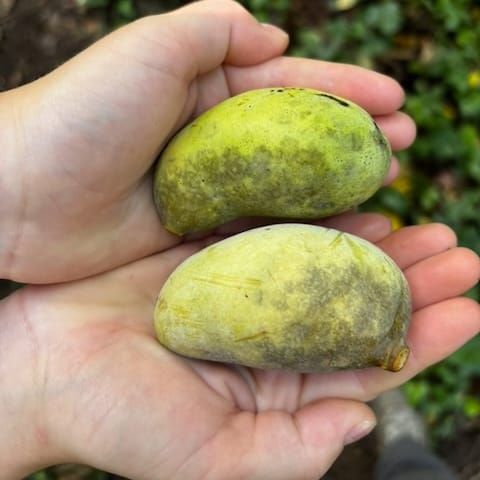 *Asimina* : Pawpaw Fruit