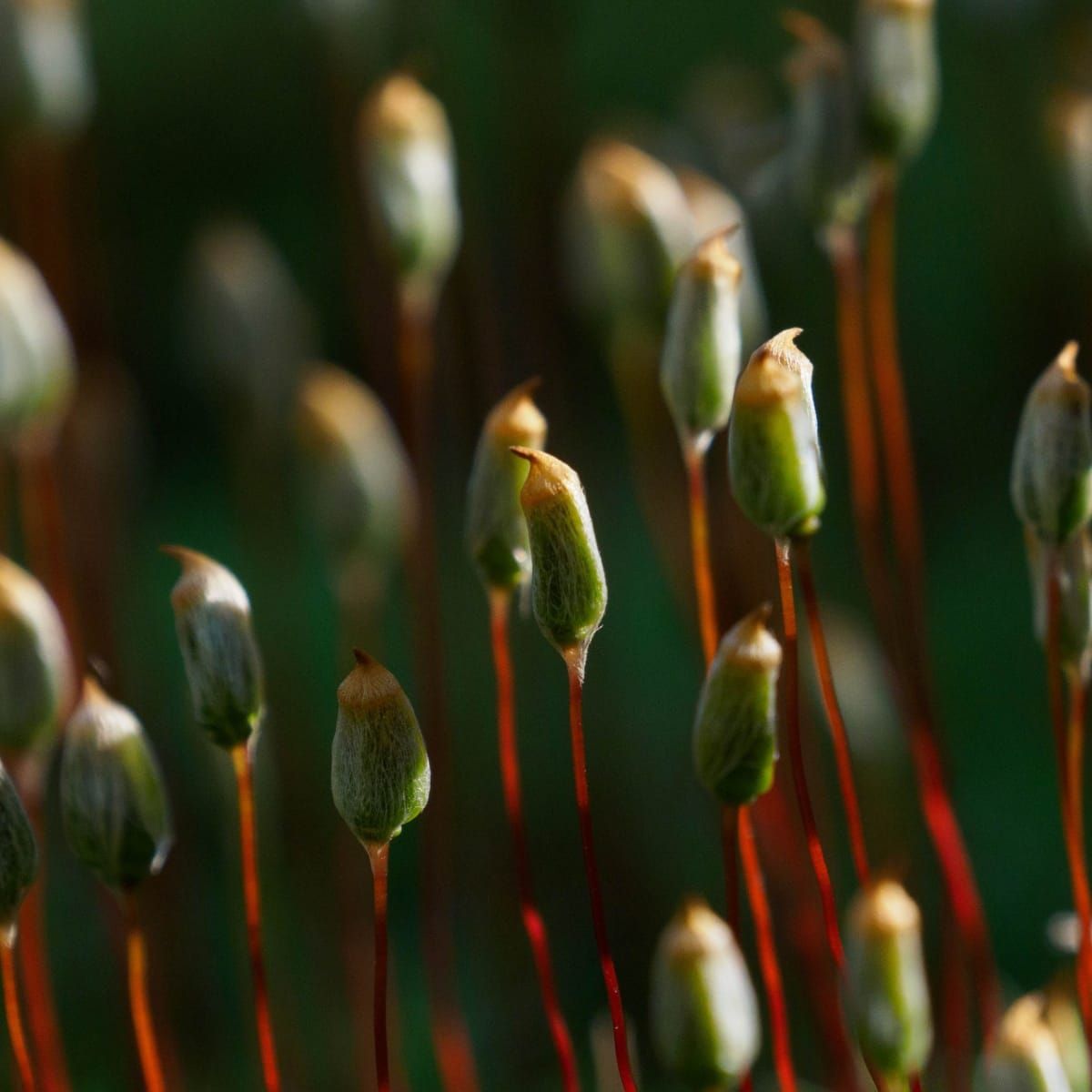 Travelling Far Does Not Mean Living Long for Moss Spores