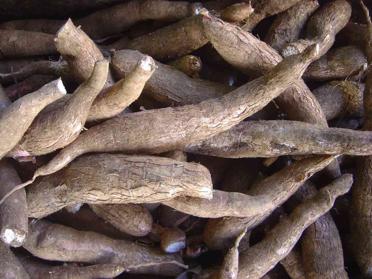 *Manihot esculenta*: Cassava / Yuca