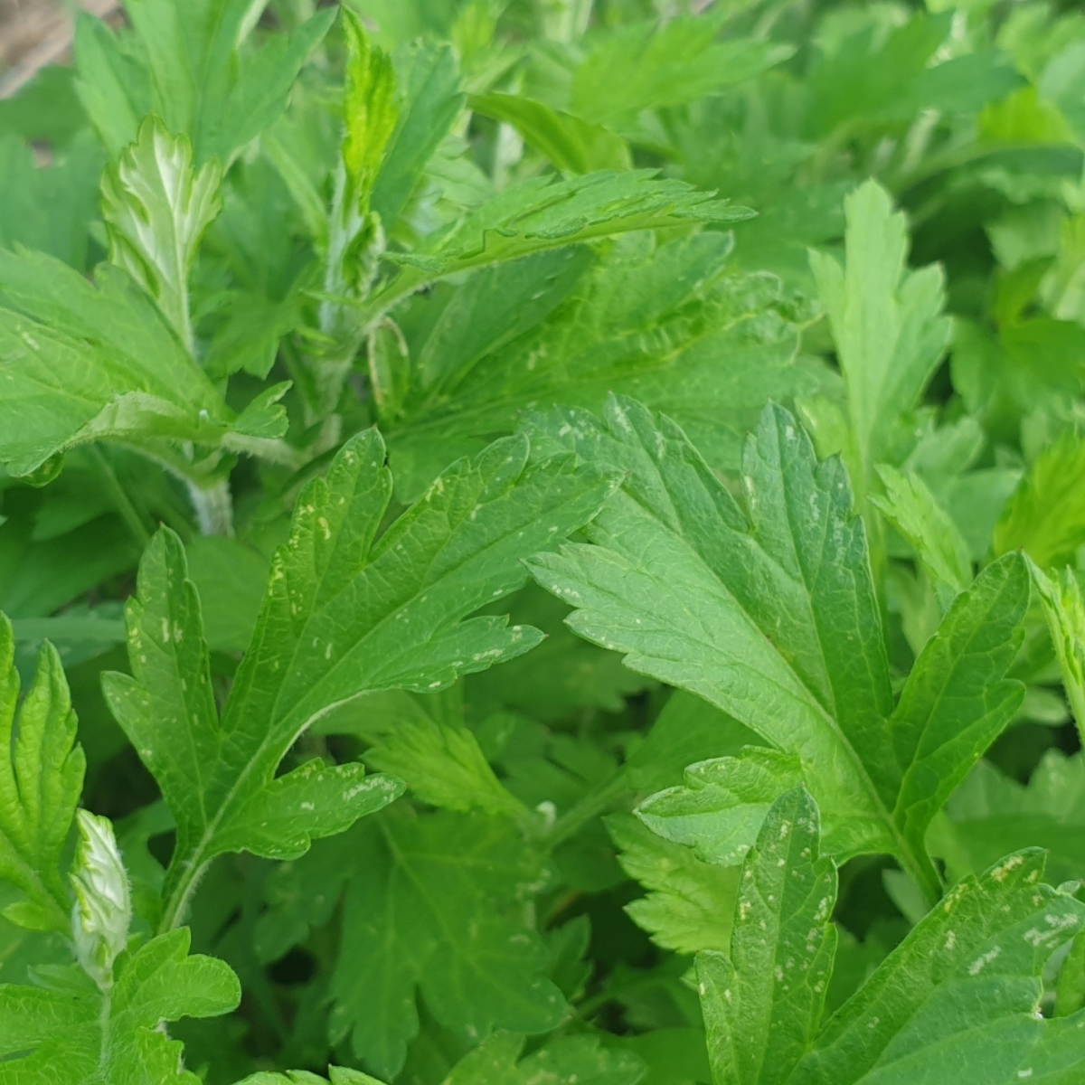 Leaves of Artemisia princeps