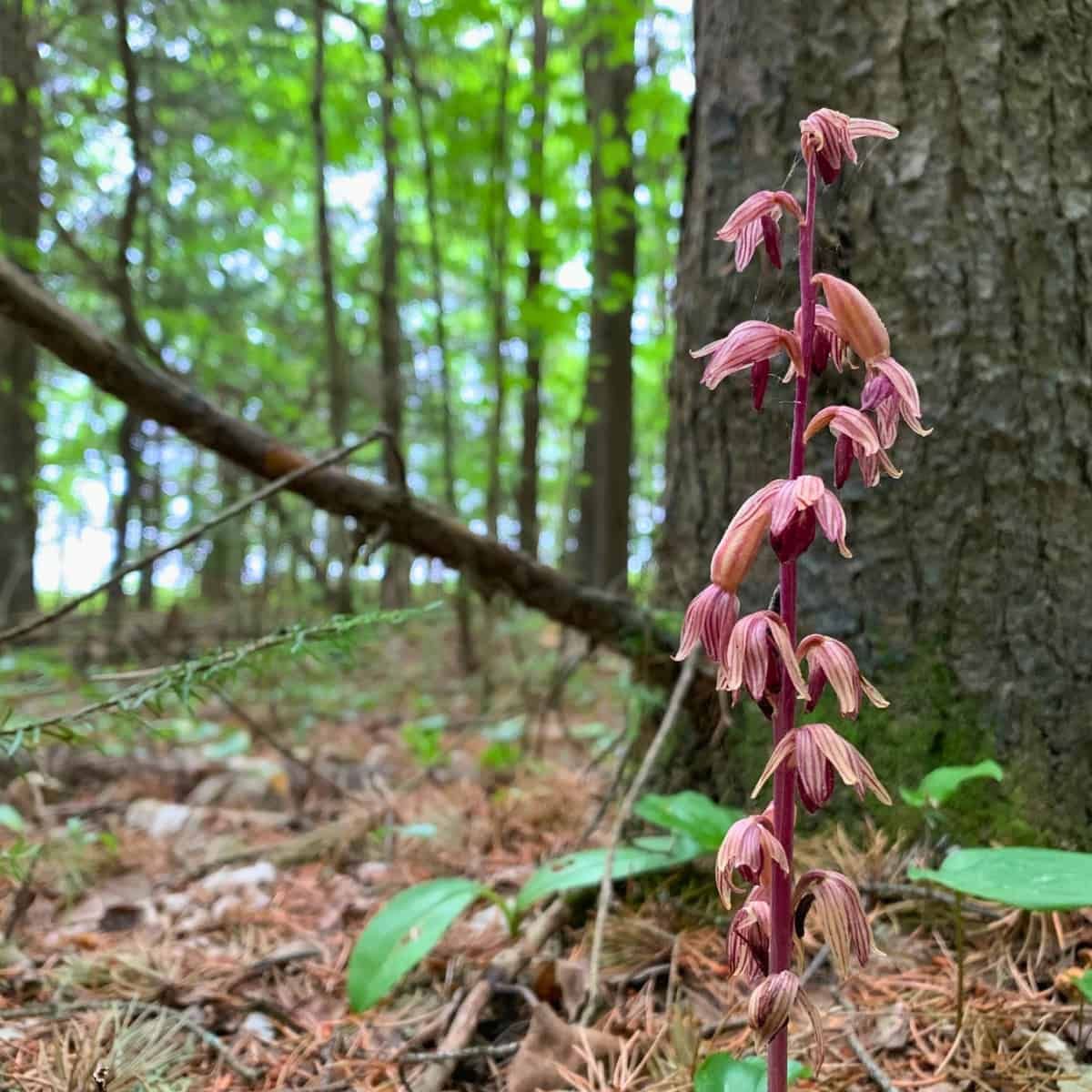 An orchid with striped pink and yellow petals rises from forest floor litter by a tree.