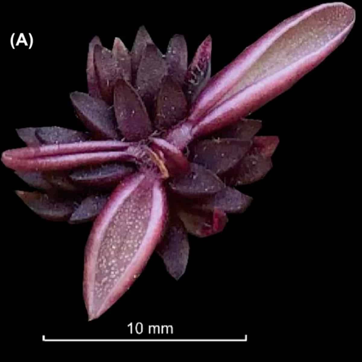 A Pinguicula with purple leaves, barely a couple of centimetres across.