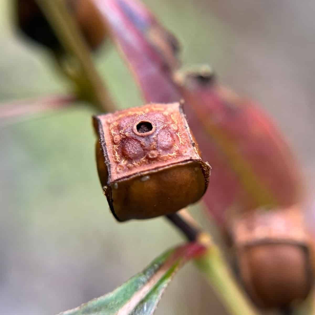 A seed pod that is almost a cube like a dice with the face on view showing one dot. It looks like copper or red leather.