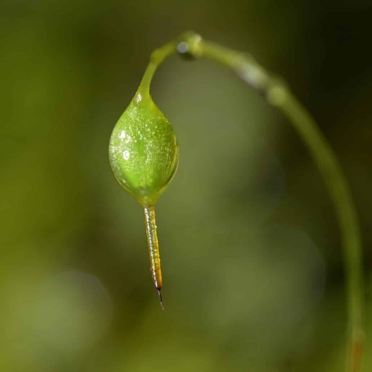 The Week in Botany October 5, 2026