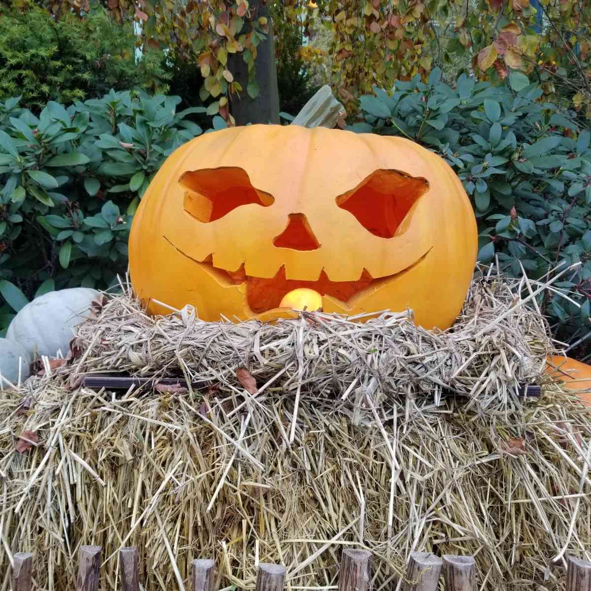 Science Shared: October 31