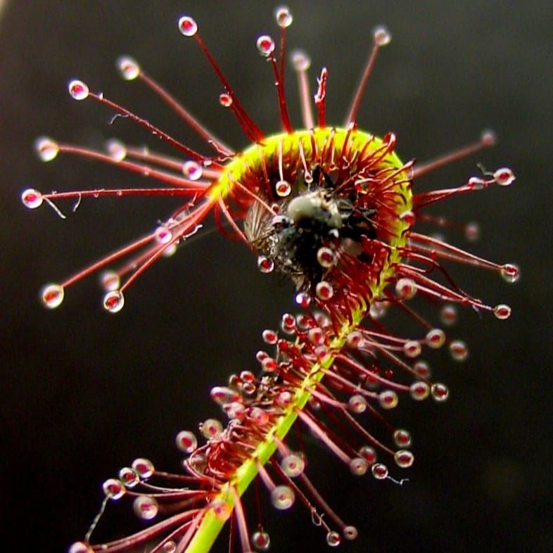 From Hunter to Healer: How the "Deadly Embrace" of a Carnivorous Plant Inspires Skin-Healing Patches