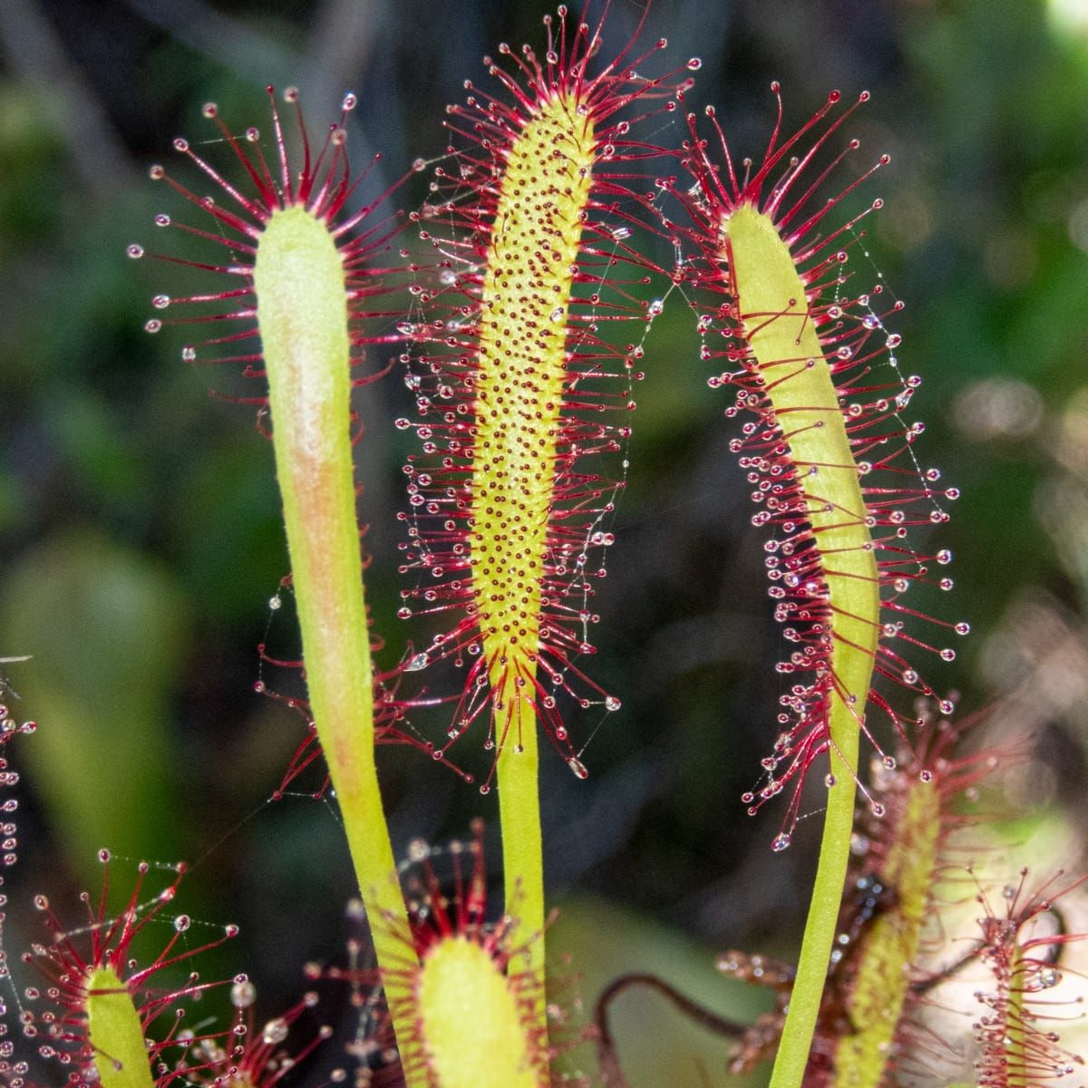 *Drosera capensis* : the Cape Sundew