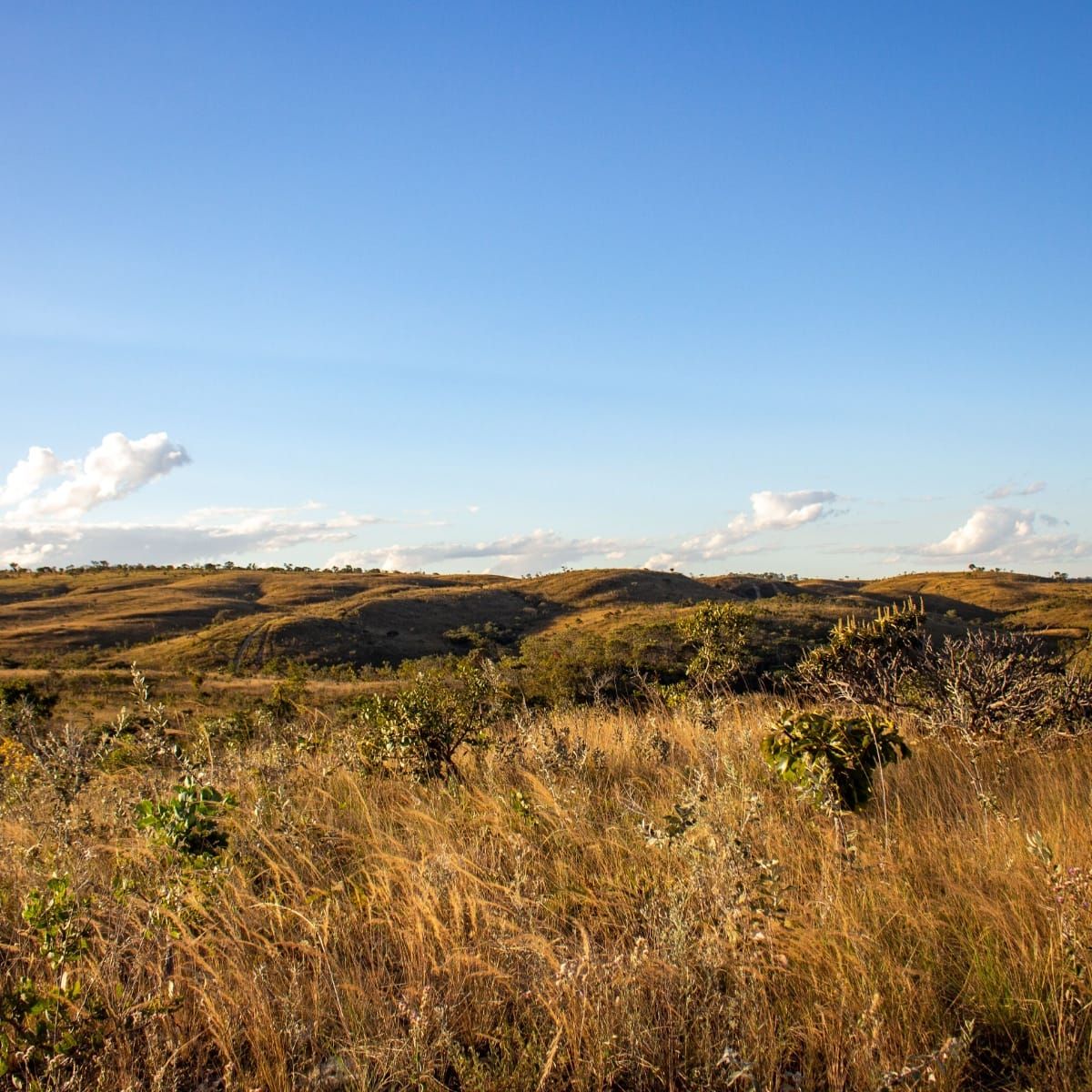 Seasons and Fire Set the Bee Menu in the Brazilian Cerrado