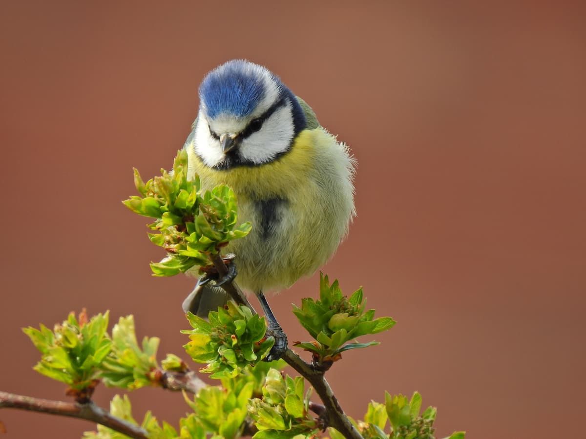 A Blue Tit perched on a twig.