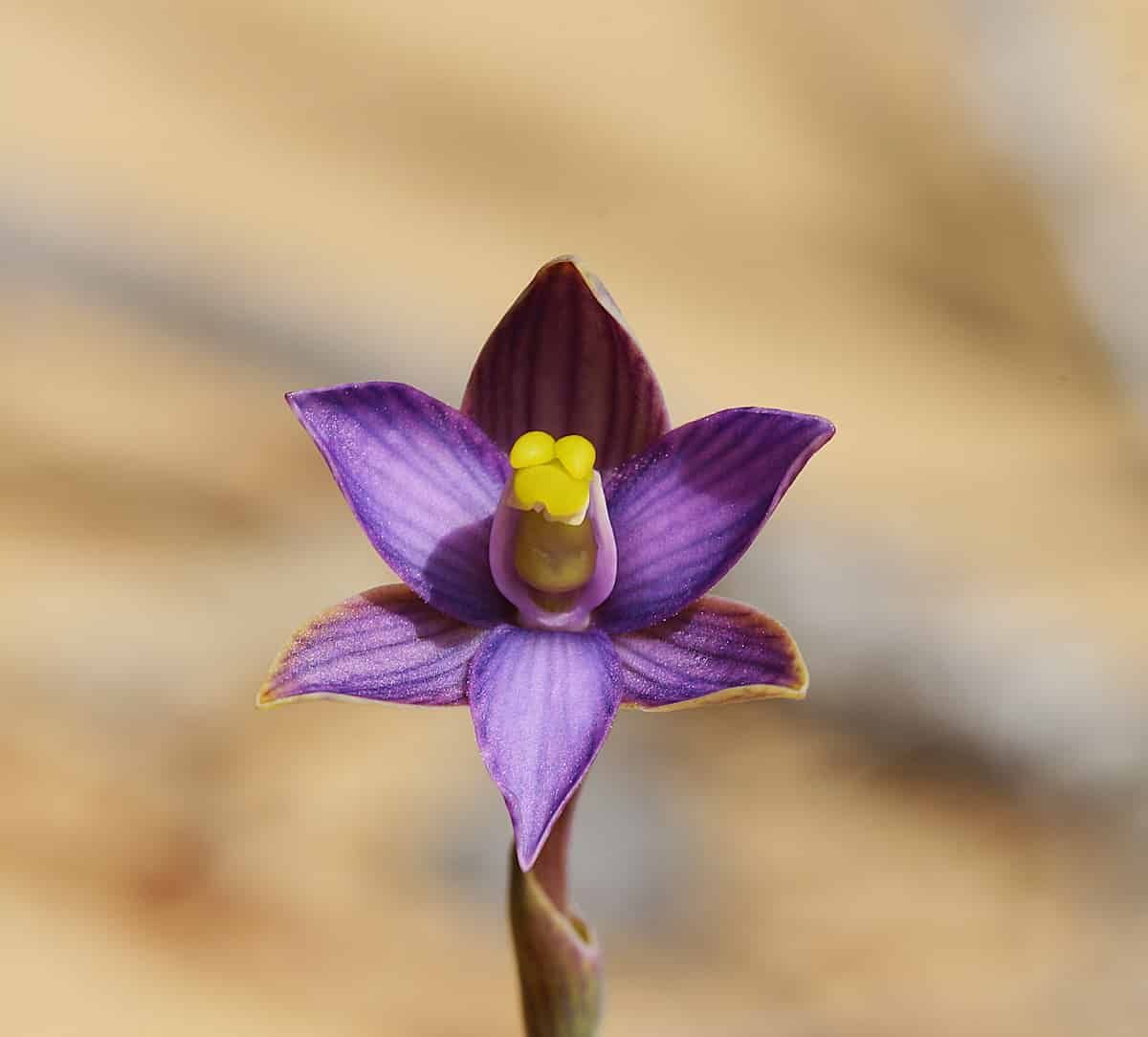 A flower three purple petals and three purple sepals, with striking yellow anthers.