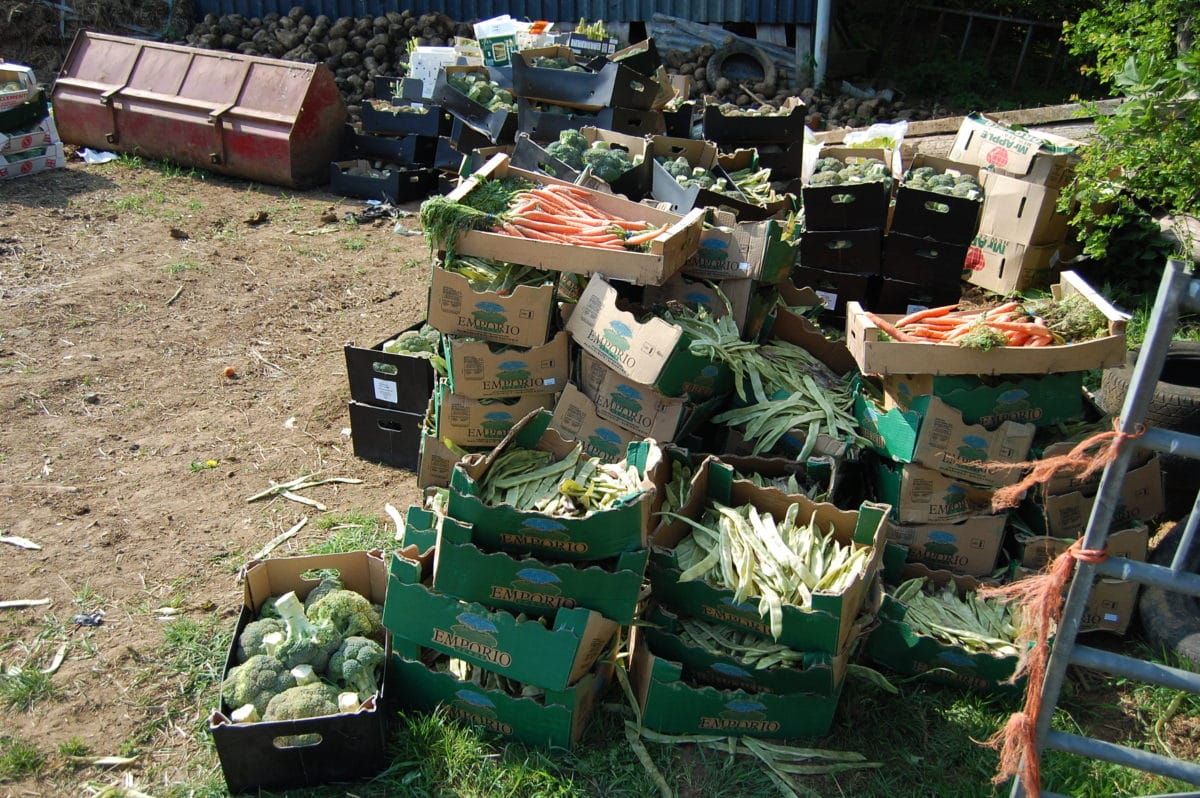 Waste food - returned from shops and being fed to cows