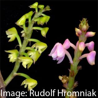 Evolución reticular en Polystachya (Orchidaceae)
