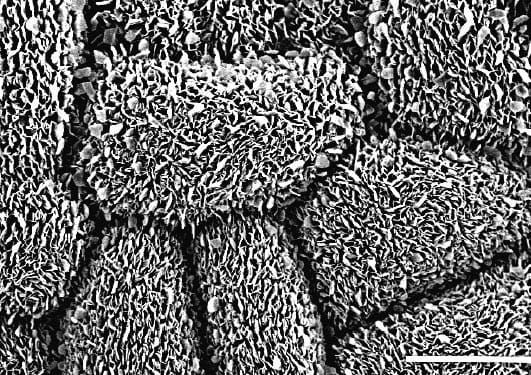 Water repellent leaf surfaces of St John's Wort, Hypericum, with convex epidermal cells and dense epicuticular waxes