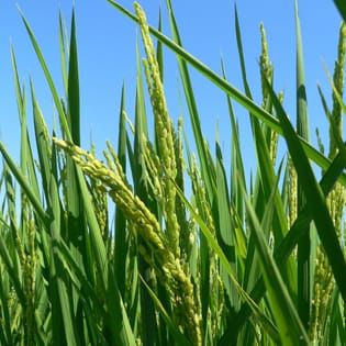 Chromosome region for high hydraulic conductance in rice