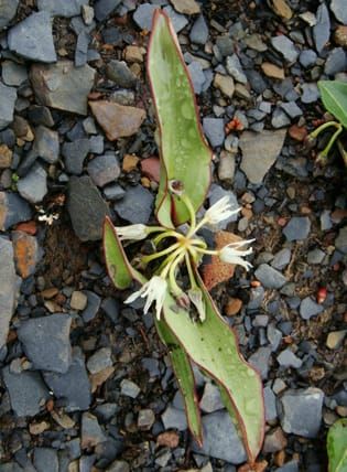Nanodes de allium del subgénero Anguinum de China