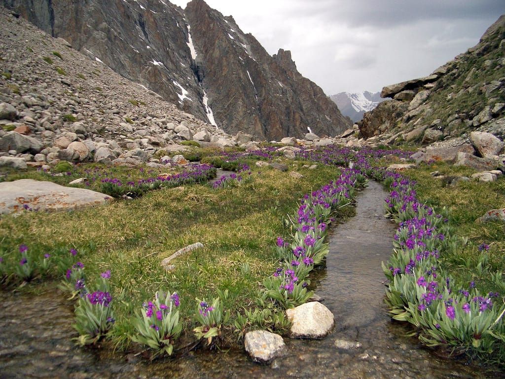 A fascinating conservation problem and a failure of my imagination
