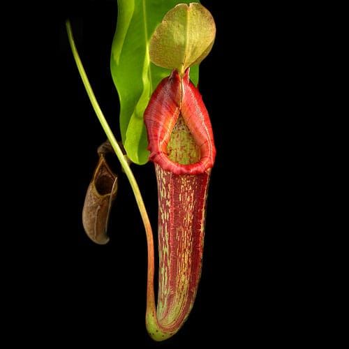 The trap of a pitcher plant