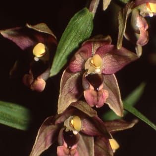 Patrones filogeográficos de los linajes Epipactis