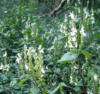 Seed predator satiation and seedling recruitment