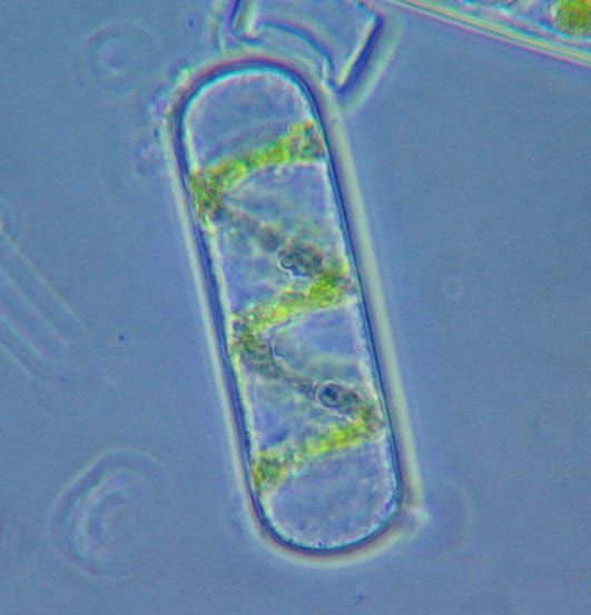 Une cellule d'algue avec un seul chloroplaste hélicoïdal Image&nbsp;: Jasper Nance/Wikimedia Commons.