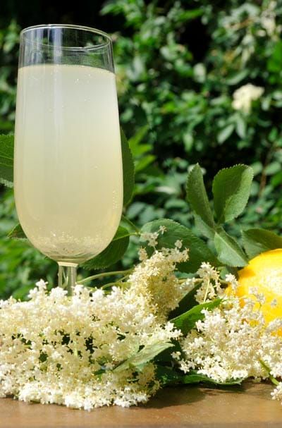Elderflower champagne fresh from the hedgerows