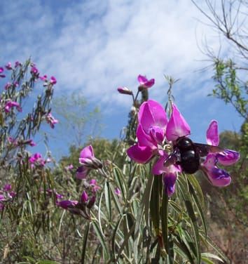 Biomecánica floral y polinización en Fabaceae