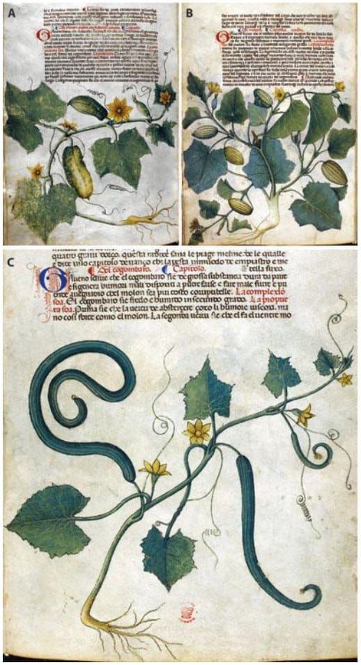 Pepinos y melones en manuscritos medievales