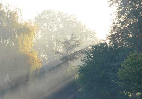 A dramatic looking forest