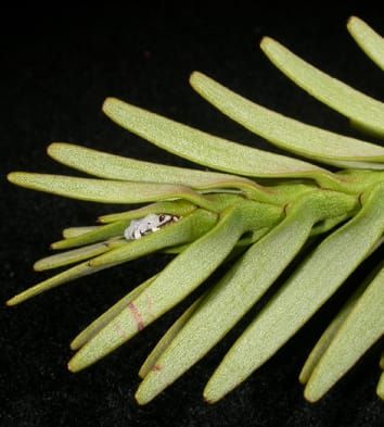 Wollemi nobilis