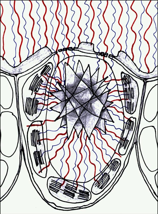 Image : Harry T. Horner.