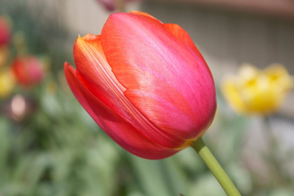 Tulipán iridiscente