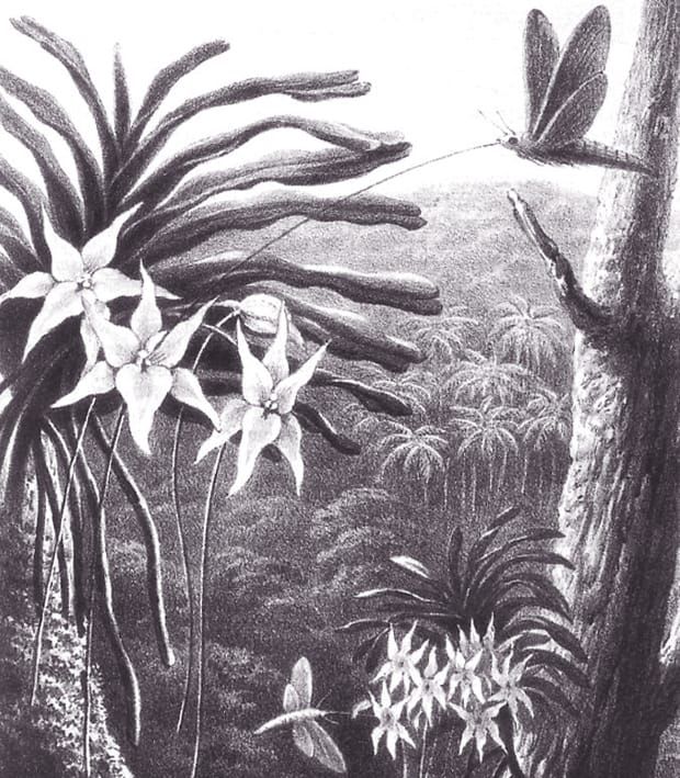 Imagen: Thomas William Wood, en 'Creación por ley' de Alfred Russel Wallace, The Quarterly Journal of Science vol. 4, 1867.