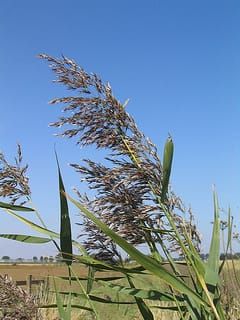 Características fenotípicas de clones de Phragmites australis