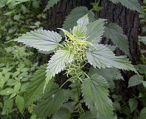 À la gloire d'Urtica dioica