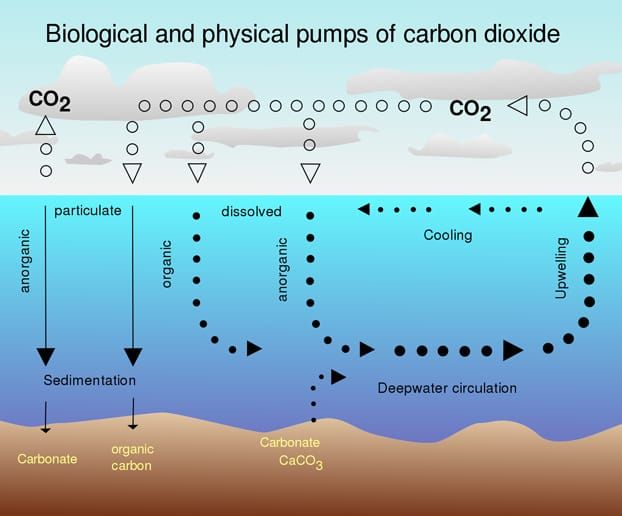 Imagen: Hannes Grobe, Instituto Alfred Wegener de Investigación Polar y Marina, Bremerhaven, Alemania/Wikimedia Commons.