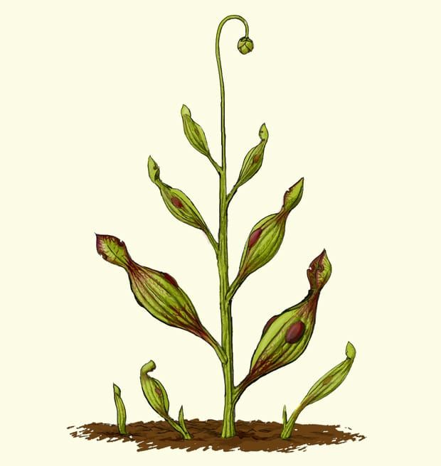 Bild: Mariana Ruiz/Wikimedia Commons.