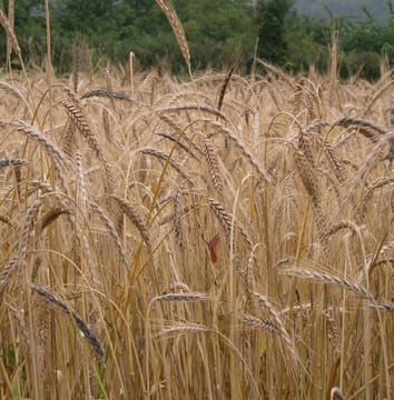 New alleles for Waxy genes in spelt wheat